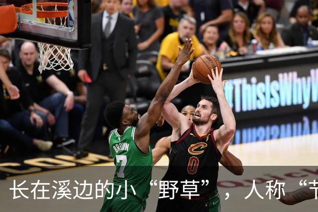长在溪边的小“野草”，人称“节节草”，农民拔了扔，现20元一盆